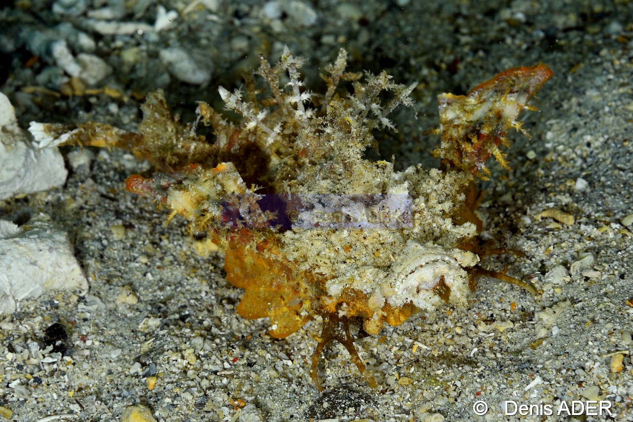 Inimicus didactylus Poisson scorpion marcheur-Pasar wajo Mandarin city-8m-20180602nuit-Denis-ADER-DSC_3515_tn.jpg